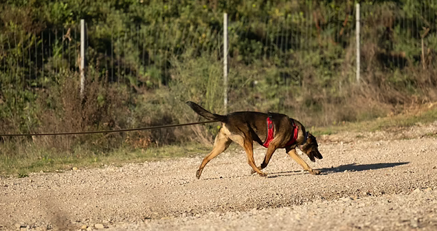 Éducation Canine