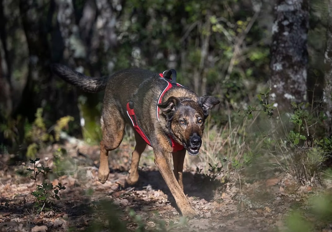 Dogtrailing