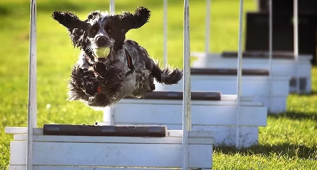 Flyball