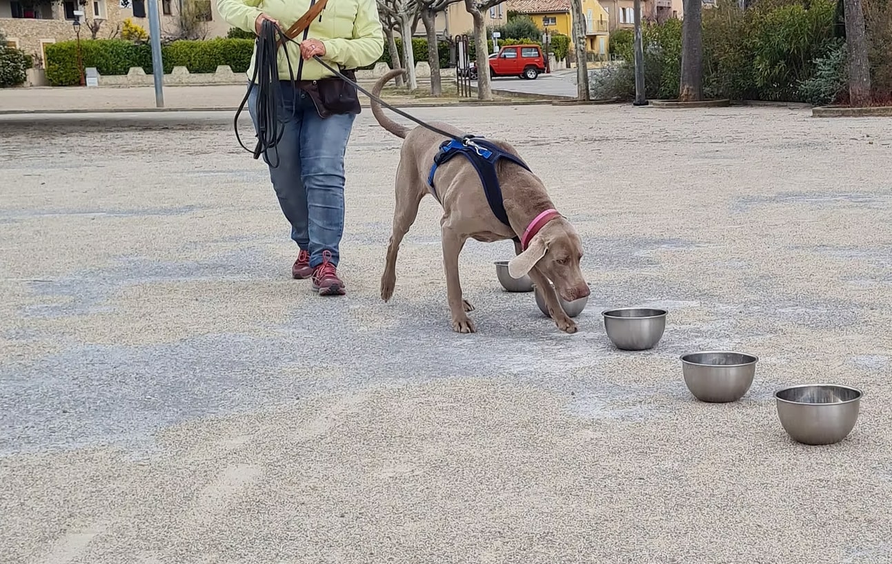 Le Nosework