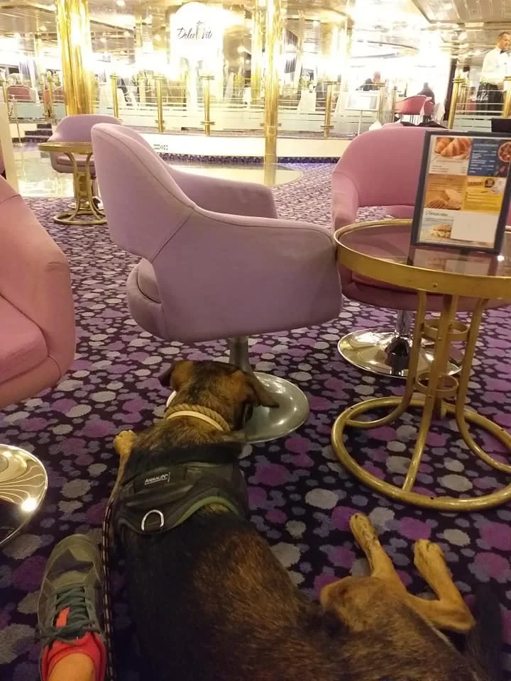 Sia lying at the foot of a restaurant table