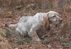 Hunting dog following a scent in the forest