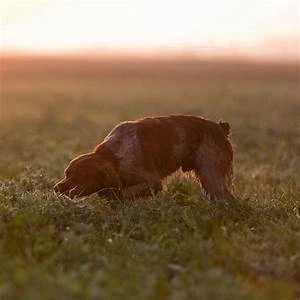 Dog following a scent in a field