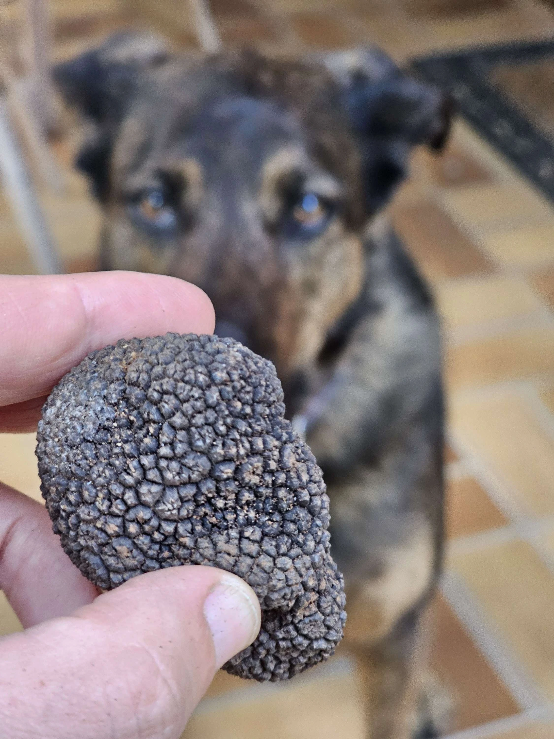 Vanessa showing a truffle she has in her hand to SIA