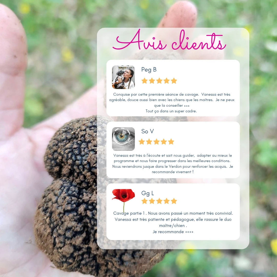Client reviews on the Truffle Hunting training