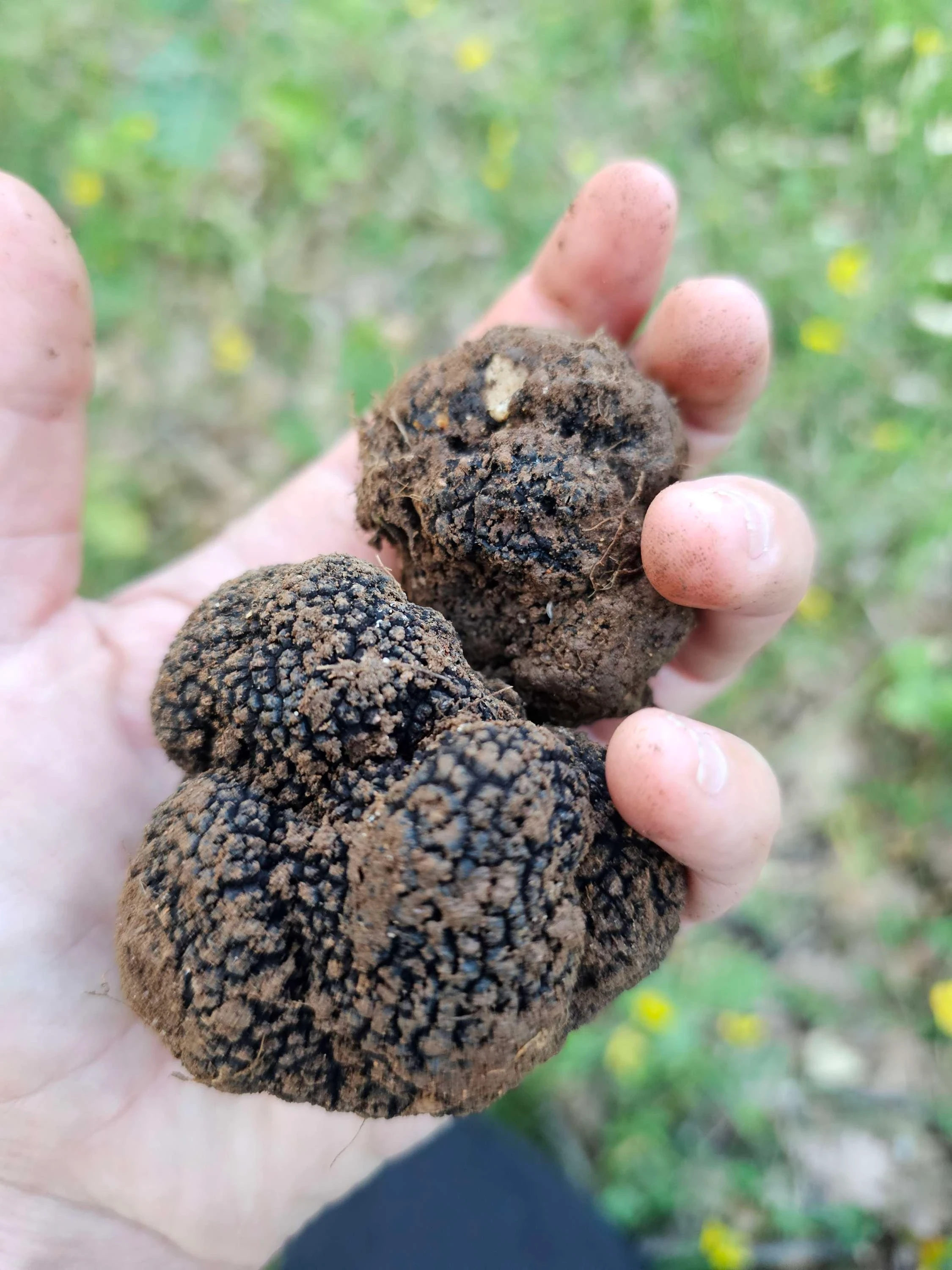 Two beautiful truffles in Vanessa's hand