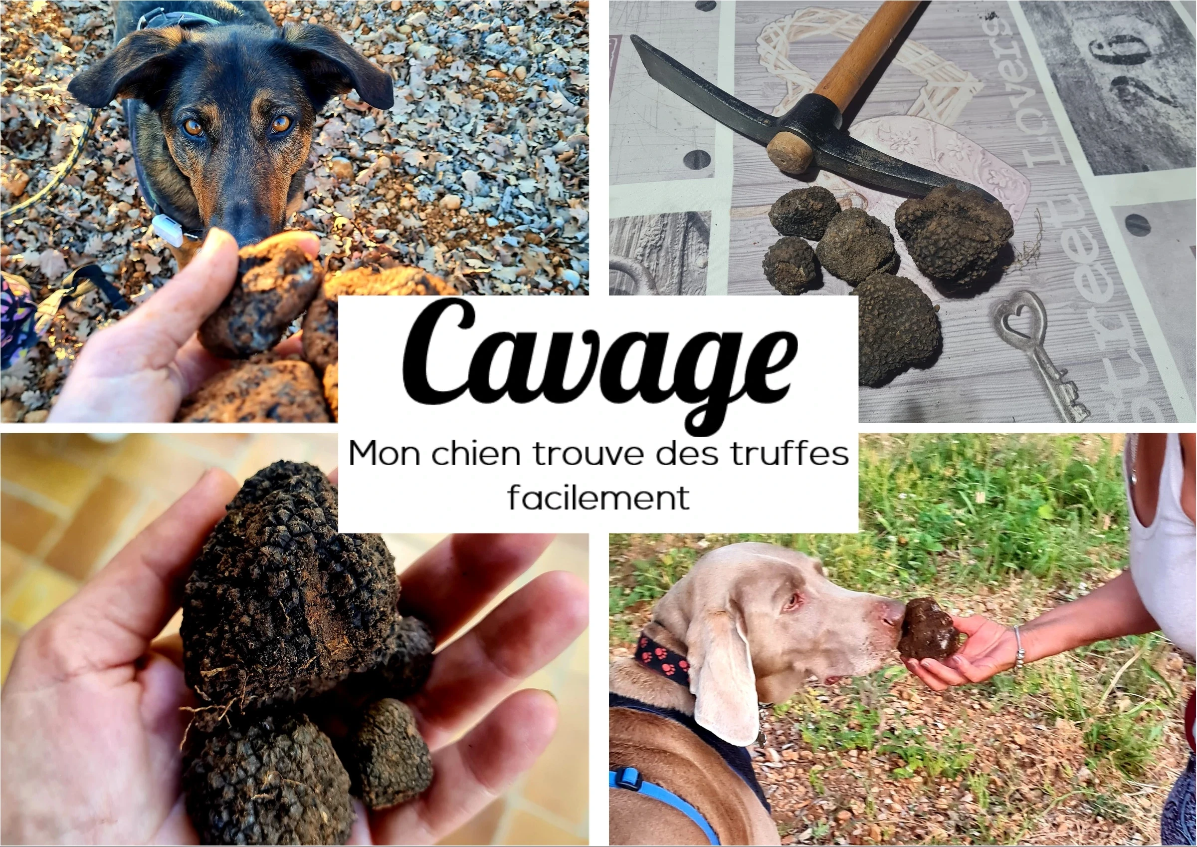 Truffle Hunting training poster from 1vie2chiens