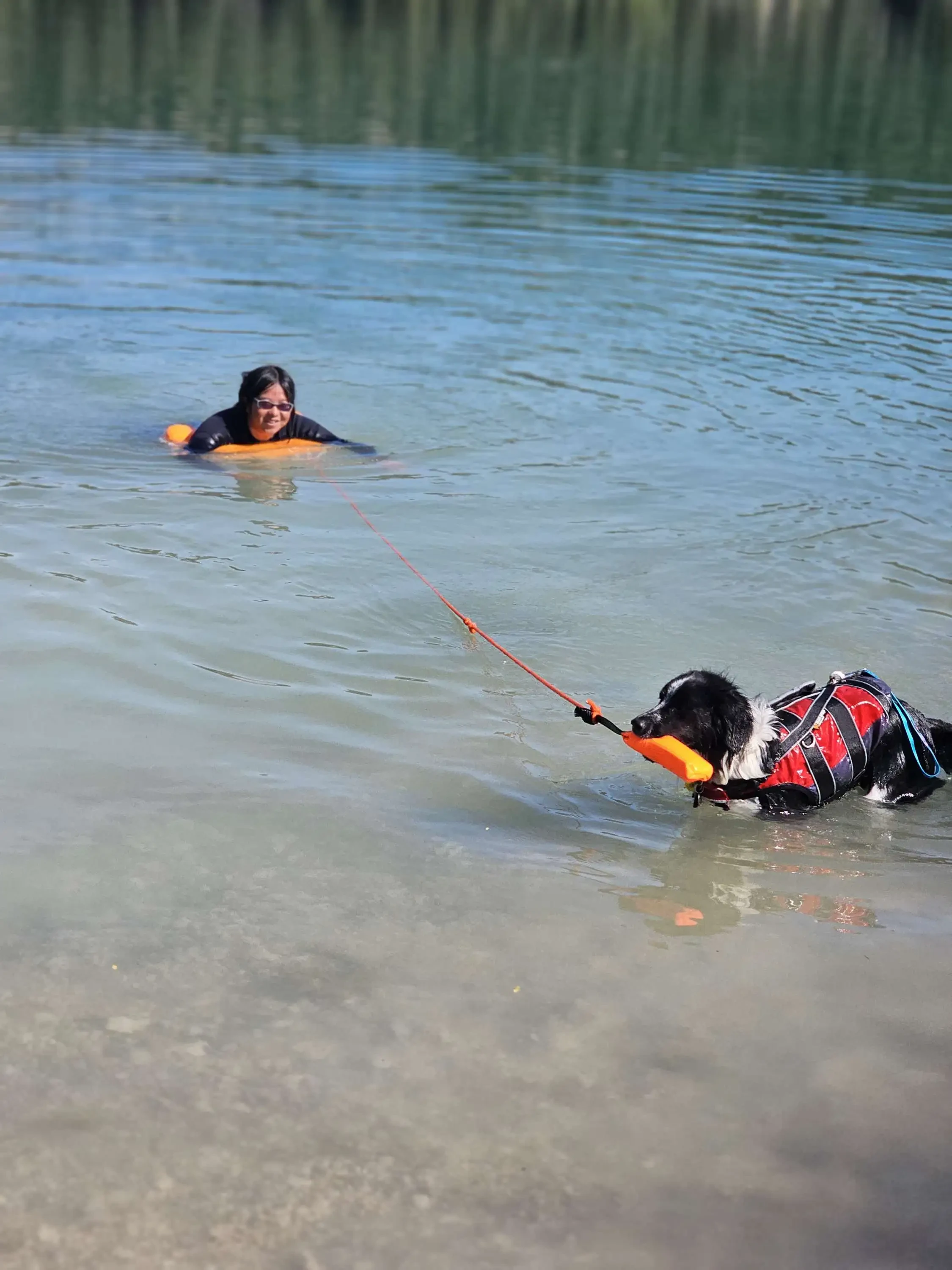A dog in the water pulling a student surrounded by a buoy