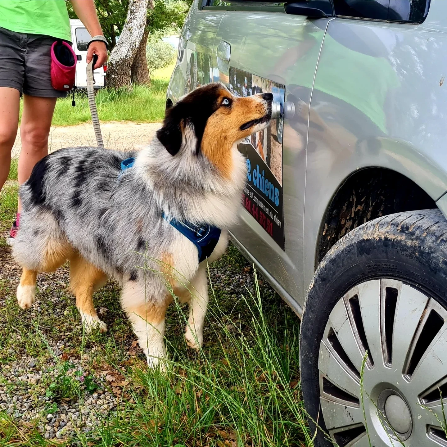 Australian Shepherd sniffing a treat