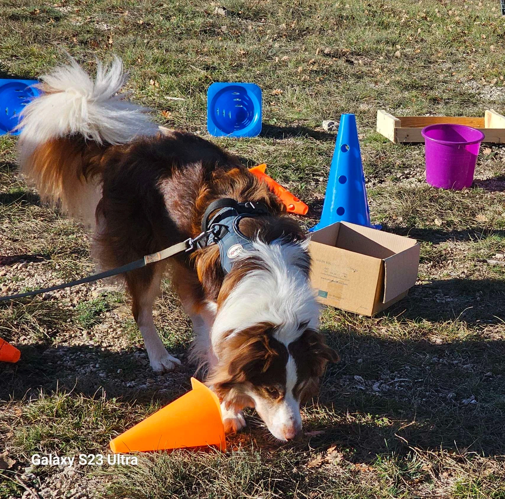 An Australian Shepherd sniffing an odor