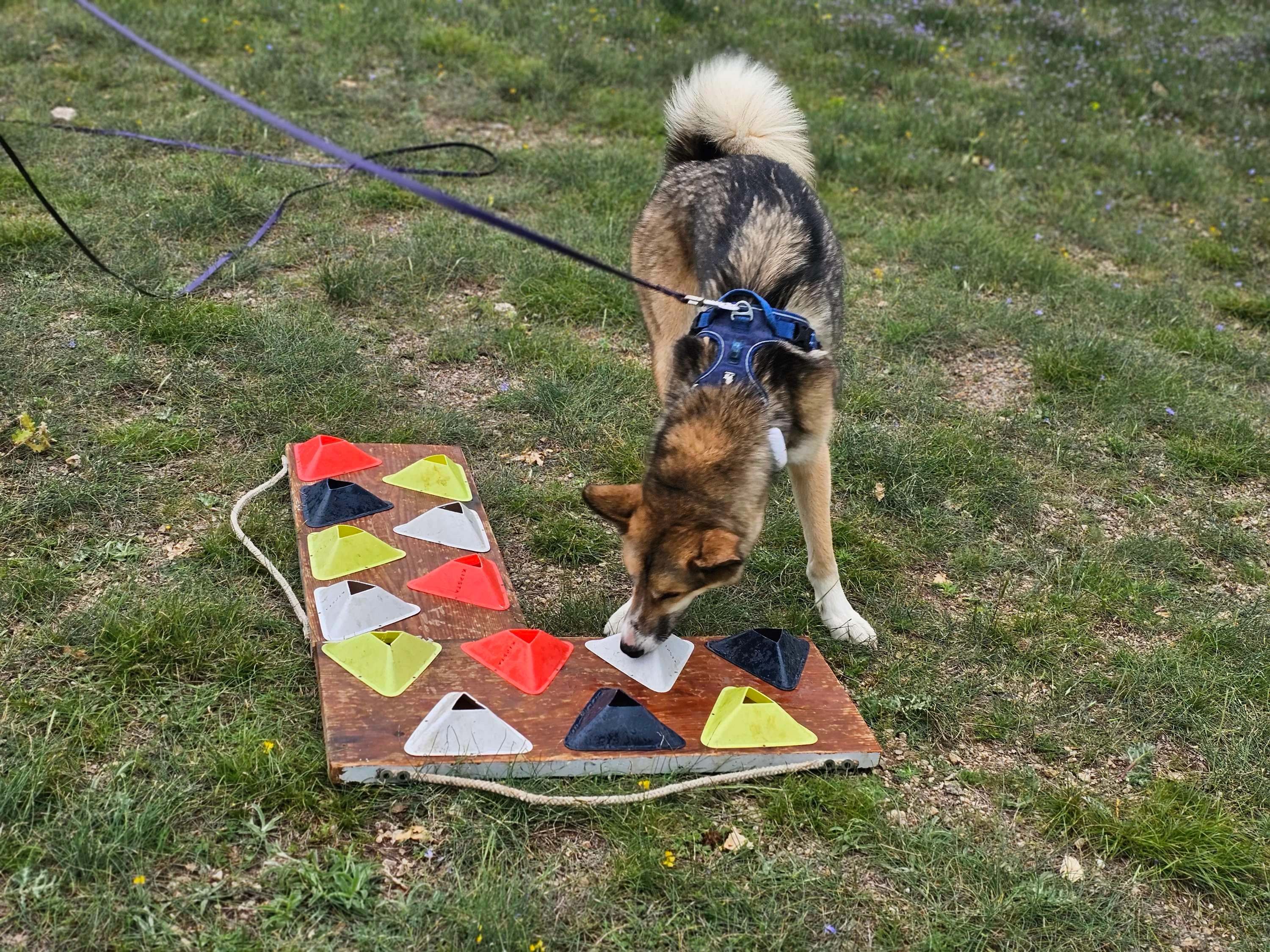 A dog sniffing an odor on a "work board"