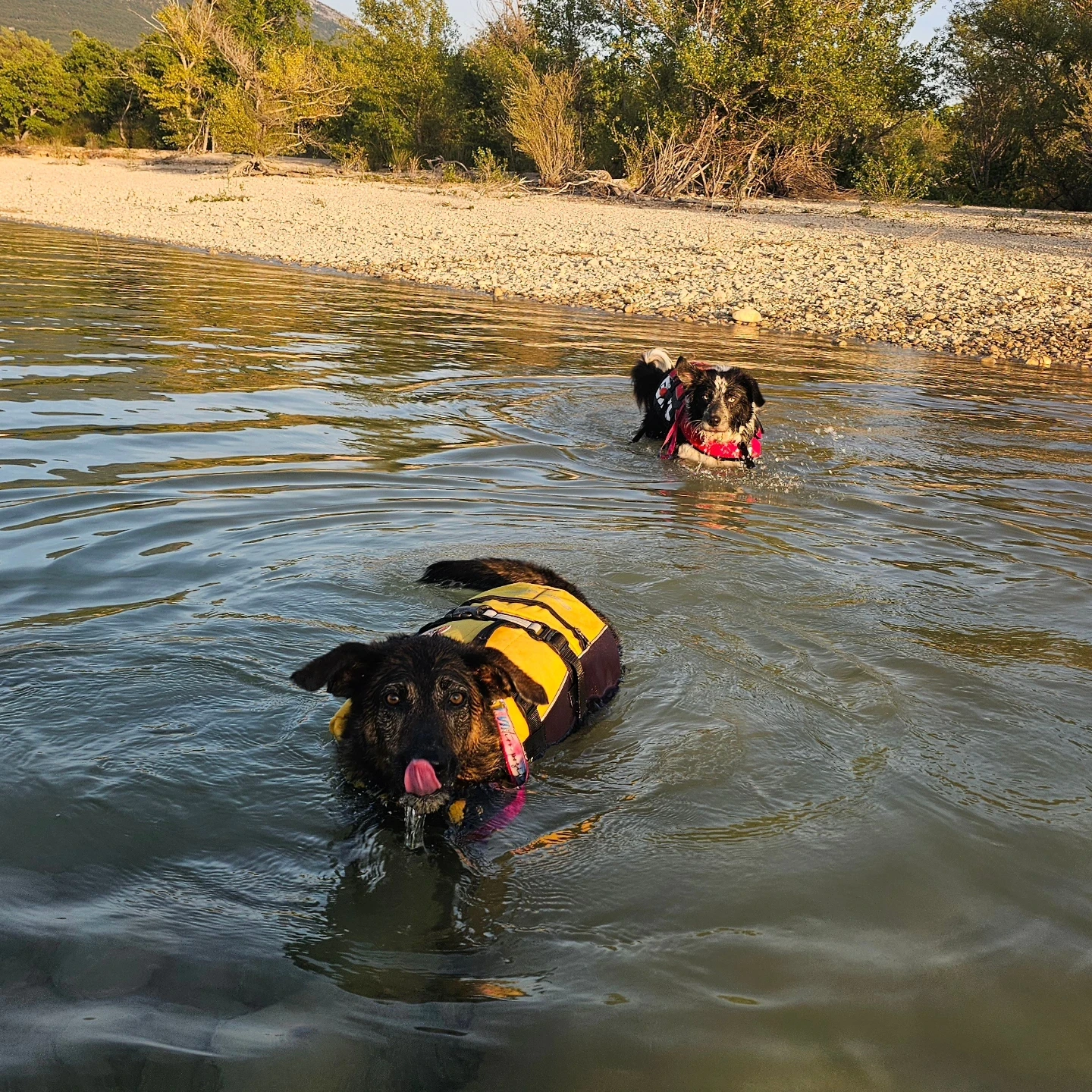 Sia and a student’s dog in the water