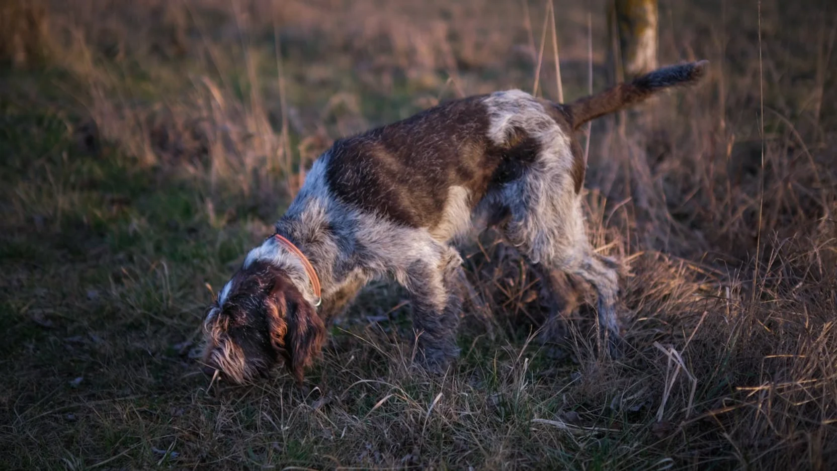 Mon chien est sur une piste , il s'éloigne ! Comment prévenir et réagir ?