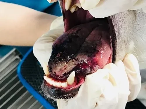 Langue de chiens brûlée par les chenilles processionaires