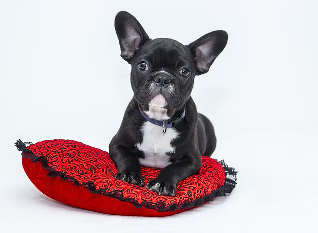 Offrir un chien en cadeau, bonne ou mauvaise idée ?
