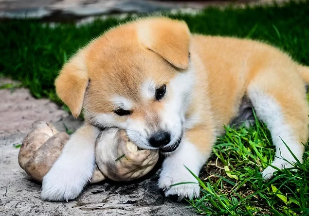 La Mastication,  un besoin pour mon chien